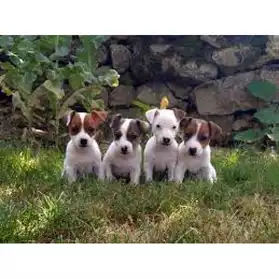 chiots jack Russell non LOF