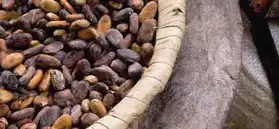 graines de cacao