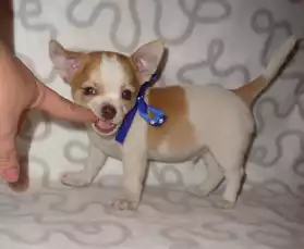 Adorable chiot chihuahua poils courts