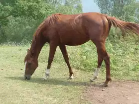 CHEVAL PAINT HORSE