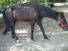 cheval hongre 3 ans