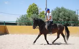 Gelding Andalusian, with passport.