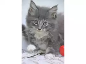 vends chatons de type maine coon
