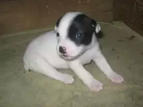 chiot type jack russel