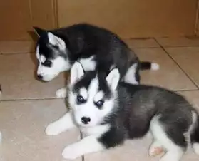 Deux superbes chiots Husky Siberian