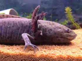 Réservation axolotl
