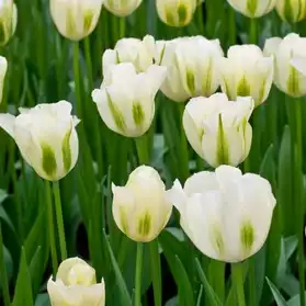 Bulbes de tulipes Viridiflora