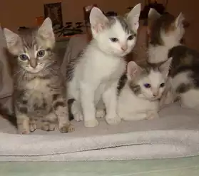Donne 3 joli chatons contre bon soin