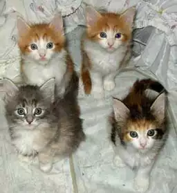 Adorables chatons Maine Coon