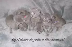 A réservé 5 chatons mâles/feme chartreux