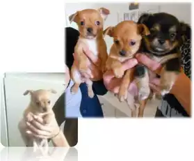 chiots type CHIHUAHUA