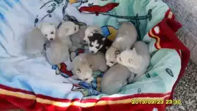 A vendre 9 chiots Husky Siberién