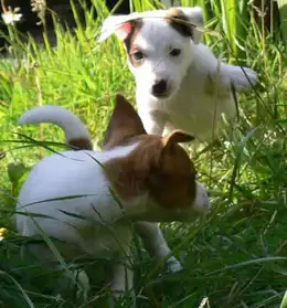 disponibles Jack Russell terrier pour ad