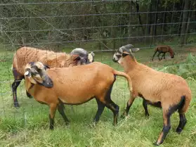 Mouton du Cameroun