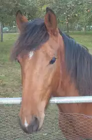 poulain cheval de 2 ans