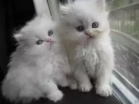 3 magnifiques chatons Persan