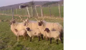mouton Bélier Racka