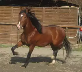 Très beau cheval espagnol PP Tgentil