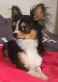 Chihuahua poils long non LOF