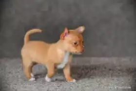 Chiot type chihuahua a donner