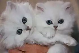 magnifiques chatons Persan