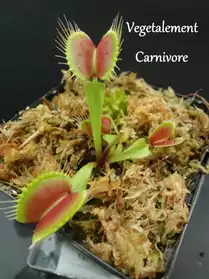 Plantes carnivores en tout genre