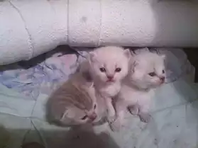chaton femelles croisé persan