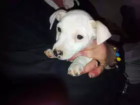 VENDS CHIOT JACK RUSSELL FEMELLE LOF