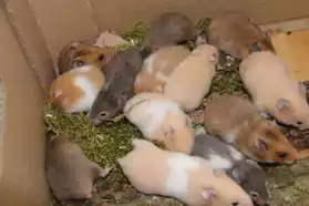 URGENT - Bébé hamster