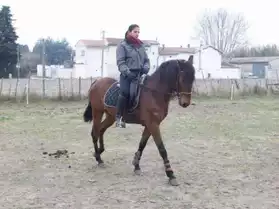 cheval espagnol
