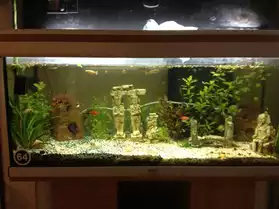 aquarium+accesoir