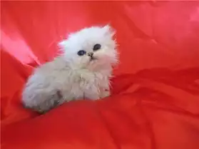 Superbe chaton persan femelle