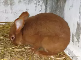 lapins fauve de bourgogne