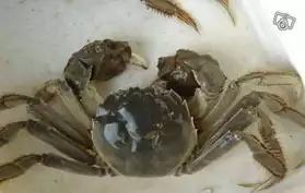 Crabe chinois