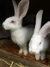 Vend lapins géants des Flandres
