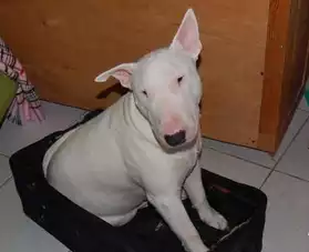 Femelle type Bull terrier avec 1 an