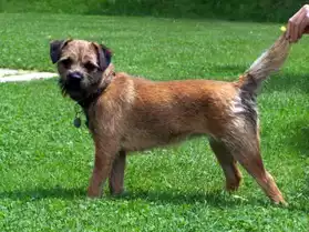 Chiots Border Terrier