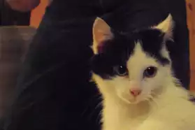 A adopter chat noir et blanc poil long