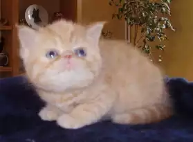 Chatons Exotic Shorthair LOOF