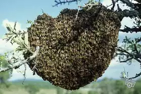 Récupère essaim d'abeilles
