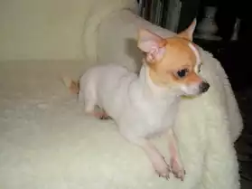 Chiot femelle type chihuahua à poil cour