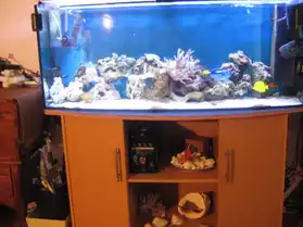Aquarium récifal