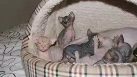 Magnifiques chatons types sphynx