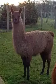 Jeune lama mâle