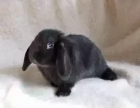 Petits lapins nains à adopter