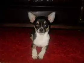 SUPERBE CHIOT CHIHUAHUA FEMMELLE
