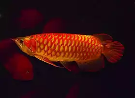 Super Asian red Aruwana fish for sale