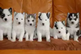 Adorables chiots Husky de Sibérie