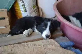 Chiots type border collie