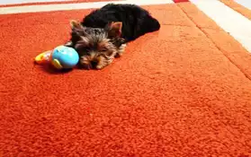 Chiots type Yorkshire Terrier